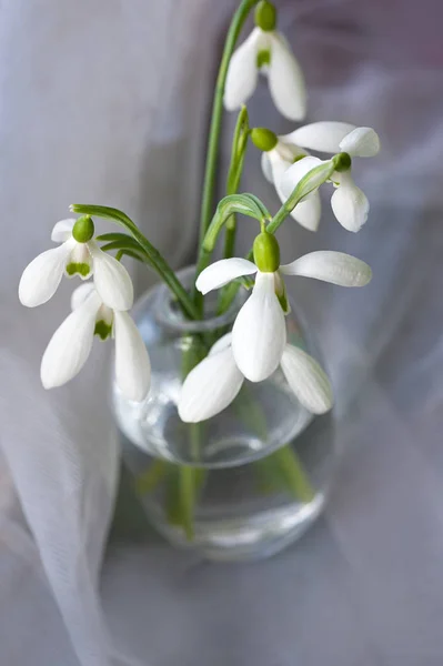 Snowdrop flowers. Snowdrops in vase. March 8