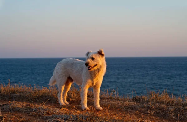 white fluffy dog on sea background