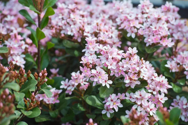 light pink flowers in spring garden