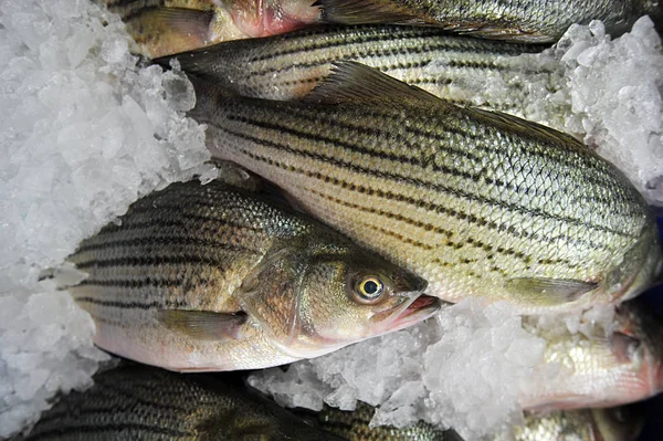 close up of fishes on ice at supermarket