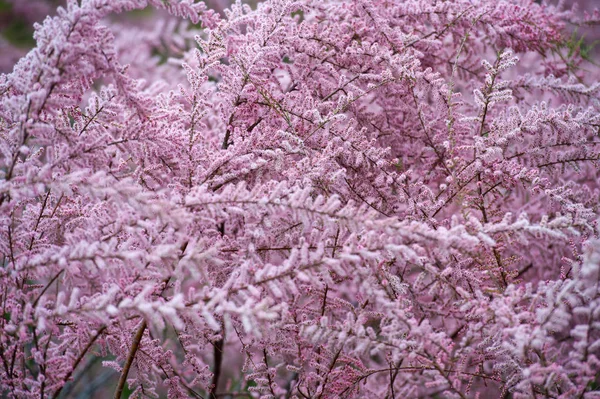 Tamarix. Blooming pink bushes. Spring time.