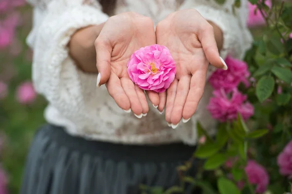 close up of woman holding rose flower in hands