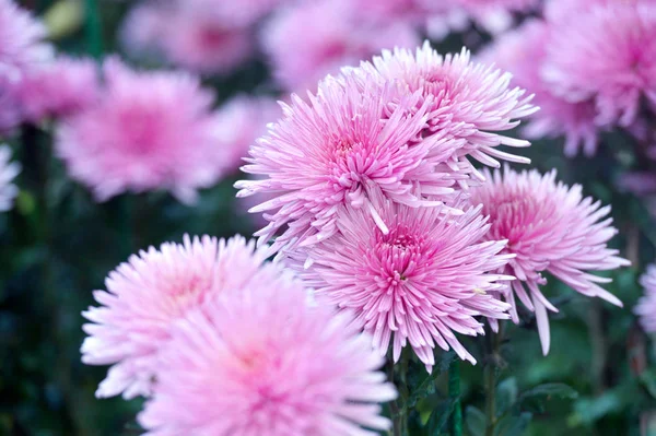 Beautiful Chrysanthemums in garden. Flowers as background picture. Chrysanthemum wallpaper. Japanese style. Autumn garden of chrysanthemums.