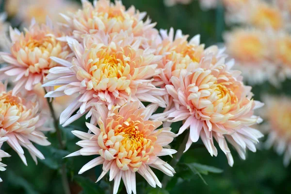 Beautiful Chrysanthemums in garden. Flowers as background picture. Chrysanthemum wallpaper. Japanese style. Autumn garden of chrysanthemums.