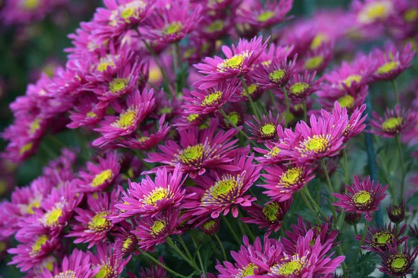 Beautiful Chrysanthemums in garden. Flowers as background picture. Chrysanthemum wallpaper. Japanese style. Autumn garden of chrysanthemums.