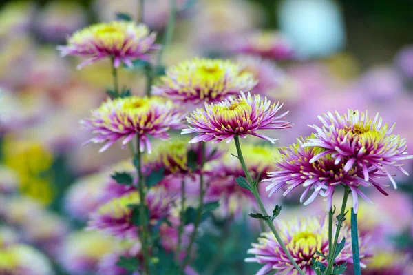 Beautiful Chrysanthemums in garden. Flowers as background picture. Chrysanthemum wallpaper. Japanese style. Autumn garden of chrysanthemums.