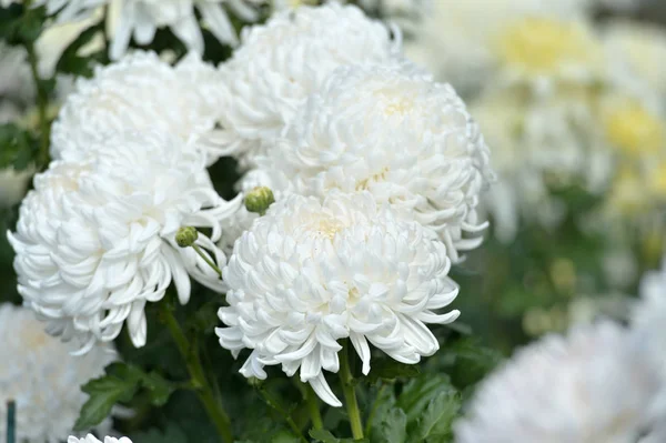 Beautiful Chrysanthemums in garden. Flowers as background picture. Chrysanthemum wallpaper. Japanese style. Autumn garden of chrysanthemums.