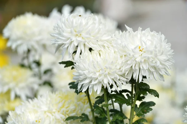 Beautiful Chrysanthemums in garden. Flowers as background picture. Chrysanthemum wallpaper. Japanese style. Autumn garden of chrysanthemums.