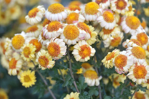 Beautiful Chrysanthemums in garden. Flowers as background picture. Chrysanthemum wallpaper. Japanese style. Autumn garden of chrysanthemums.