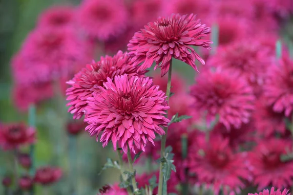 Beautiful Chrysanthemums in garden. Flowers as background picture. Chrysanthemum wallpaper. Japanese style. Autumn garden of chrysanthemums.