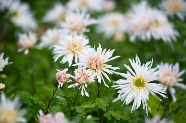 Beautiful Chrysanthemums in garden. Flowers as background picture. Chrysanthemum wallpaper. Japanese style. Autumn garden of chrysanthemums.