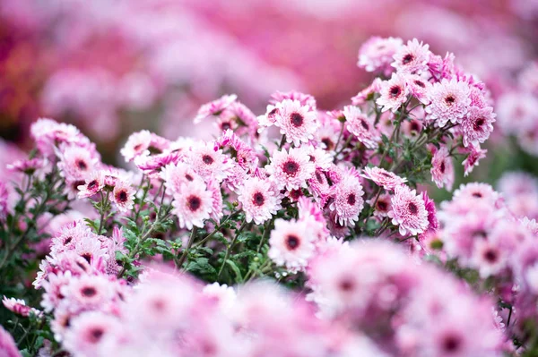 Beautiful Chrysanthemums in garden. Flowers as background picture. Chrysanthemum wallpaper. Japanese style. Autumn garden of chrysanthemums.