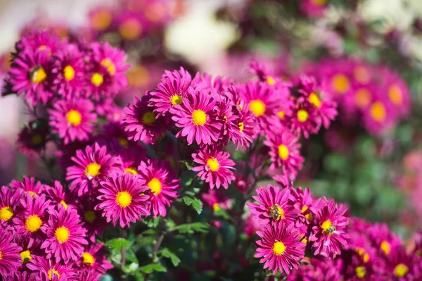 Beautiful Chrysanthemums in garden. Flowers as background picture. Chrysanthemum wallpaper. Japanese style. Autumn garden of chrysanthemums.