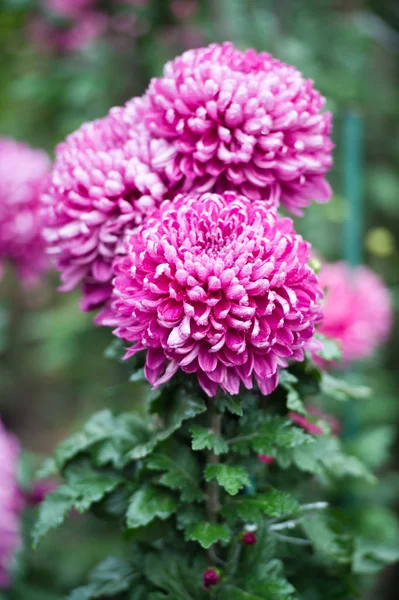 Beautiful Chrysanthemums in garden. Flowers as background picture. Chrysanthemum wallpaper. Japanese style. Autumn garden of chrysanthemums.