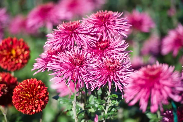 Beautiful Chrysanthemums in garden. Flowers as background picture. Chrysanthemum wallpaper. Japanese style. Autumn garden of chrysanthemums.