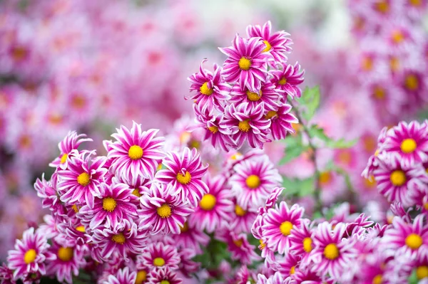 Beautiful Chrysanthemums in garden. Flowers as background picture. Chrysanthemum wallpaper. Japanese style. Autumn garden of chrysanthemums.