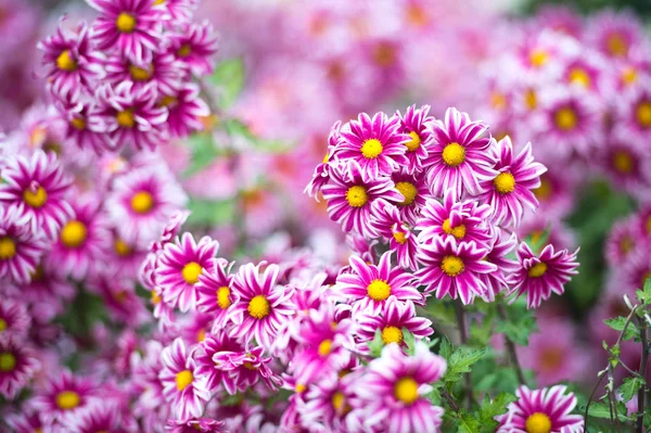 Beautiful Chrysanthemums in garden. Flowers as background picture. Chrysanthemum wallpaper. Japanese style. Autumn garden of chrysanthemums.