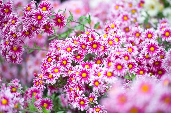 Beautiful Chrysanthemums in garden. Flowers as background picture. Chrysanthemum wallpaper. Japanese style. Autumn garden of chrysanthemums.