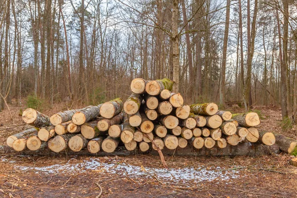 Bûches Bois Empilées Crues Différentes Tailles Travail Bois Commerce Détail — Photo