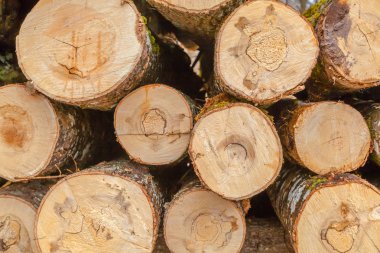 Ham yığın ahşap günlükleri, arka plan ağaç işleme, perakende sektöründe birçok farklı boyutu.