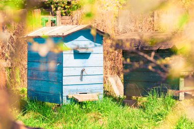 Çiçekli ağaçlar dallar arasında arı kovanı yakın çekim.