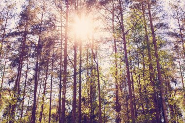 Tonda yeşil ağaçlar, orman, arka plan,.