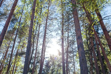 Yeşil ağaçlar, orman, arka plan.