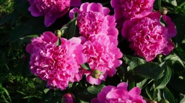 yeşil yaprakları ile çevrili güzel mor şakayık çiçekler