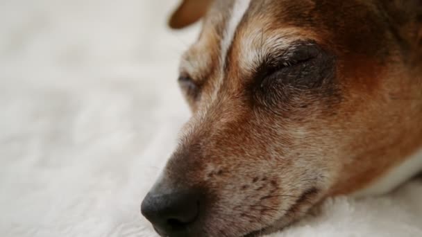Gengibre engraçado e cão branco dorme calmamente no tapete branco — Vídeo de Stock