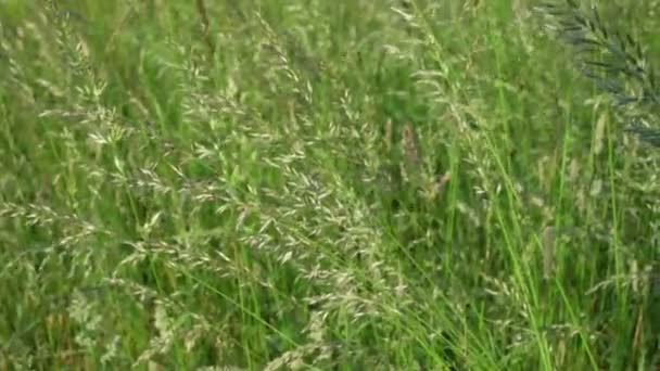 얇은 성장 늪 잔디 빛 여름 바람에 의해 흔들 — 비디오