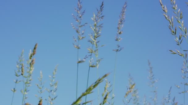 Vento soffia su piccola palude erba che ondeggia steli sotto il cielo blu — Video Stock