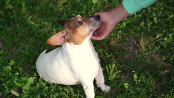 Chica en turquesa sudadera con capucha mascotas perro feliz en la mañana — Vídeo de stock