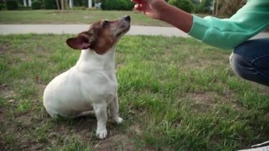 bayan elinde gıda ile küçük komik köpek eğitim squats