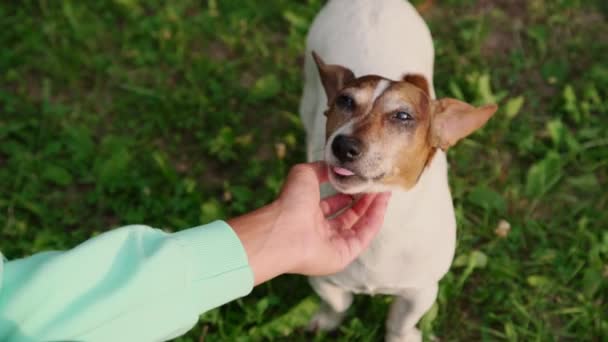 Dama en turquesa sudadera con capucha mano mascotas pequeño perro feliz barbilla — Vídeo de stock