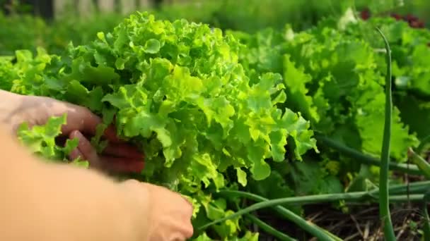 Les mains de la femme cueillent avec précision les feuilles de laitue verte fraîche — Video