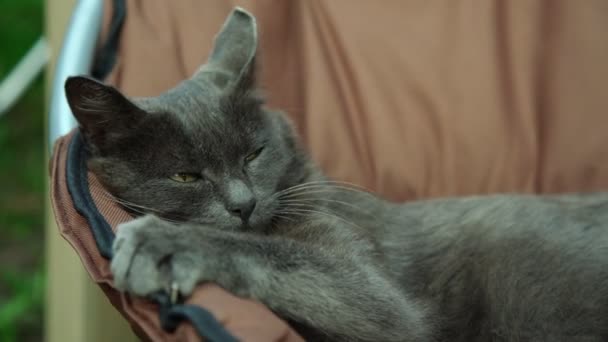 Schattige kat met heldere gele ogen ontspant in fauteuil — Stockvideo