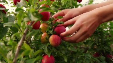 genç kadın meyve hasat toplar ve olgun kırmızı erik toplar