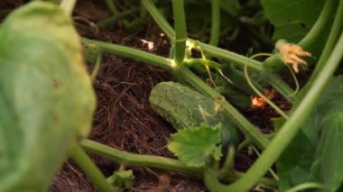 kız elleri dikkatle yeşil yaprak hareket eder ve salatalık alır