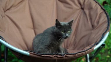 parlak sarı gözlü sevimli gri kedi koltuktan atlar