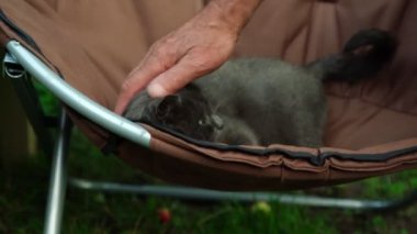 koyu gri kürk ile yaşlı adam el evcil hayvan sevimli küçük kedi