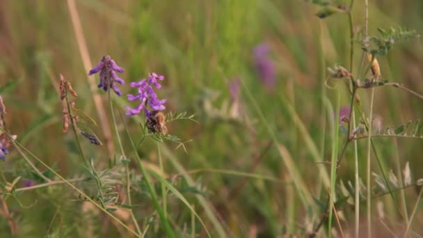 Bumblebee senta-se no orchid roxo do pântano do leopardo no campo verde — Vídeo de Stock