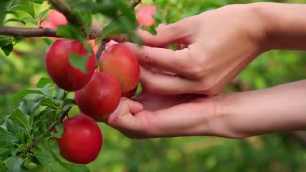 Woman hands hold plum tree branch and collect ripe fruits — Stock Video