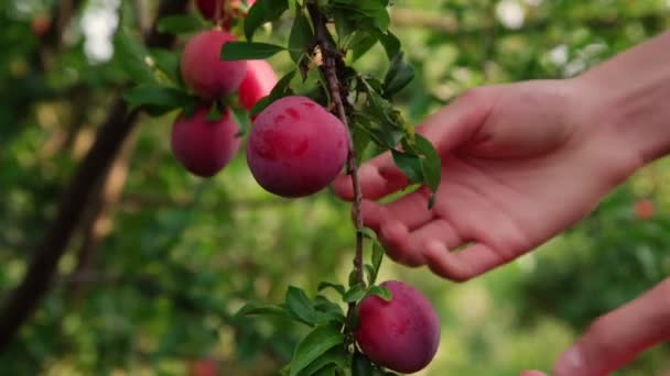 Женские руки собирают спелые красные сливы с фруктово-зеленого дерева — стоковое видео