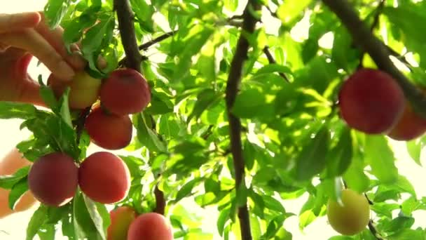 Le mani di signorina raccolgono prugne rosse mature saporite da albero — Video Stock