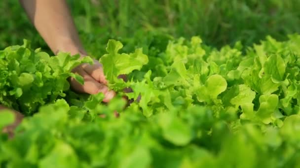 Manos toman suavemente hojas de lechuga verde de huerta — Vídeo de stock