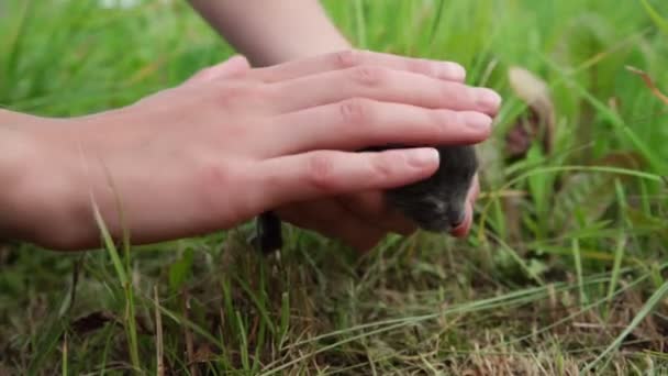 Donna tiene adorabile neonato gattino grigio con gli occhi chiusi — Video Stock