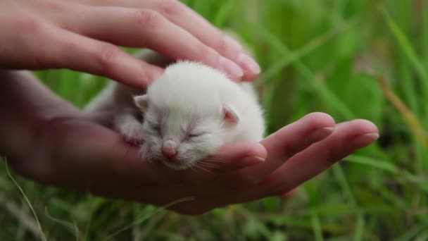 Meisje houdt kinderboerderij schattige kleine witte kitten met gesloten ogen — Stockvideo
