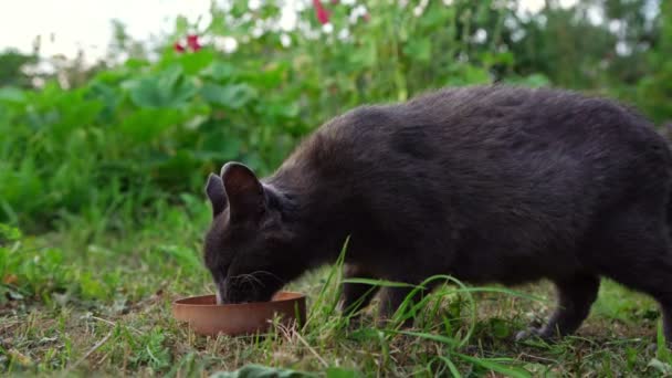 Пухлая кошка с прямыми ушами пьет молоко и смотрит в камеру — стоковое видео