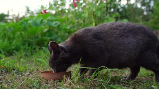 Thirsty cat with yellow eyes and white whiskers drinks milk — Stock Video