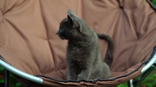 Adorable pequeño gato con piel gris se sienta en sillón marrón — Vídeo de stock